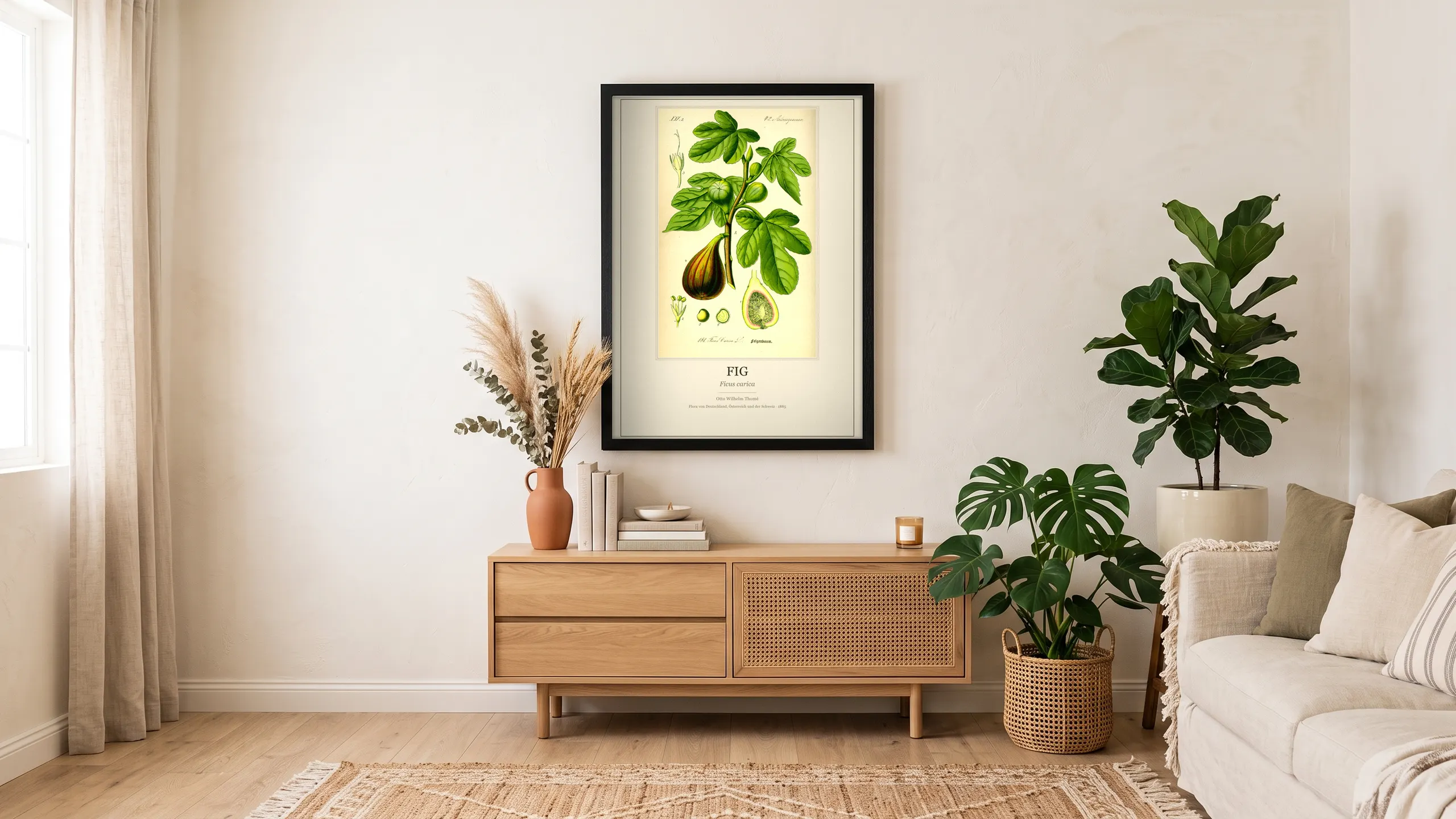 Fig, Ficus carica, framed on a living room wall