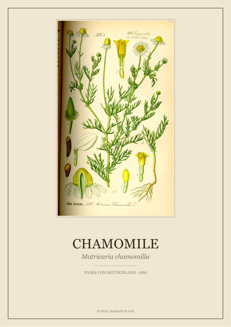 Chamomile