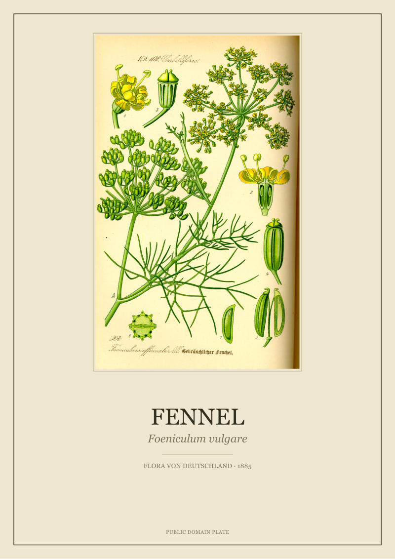 Fennel