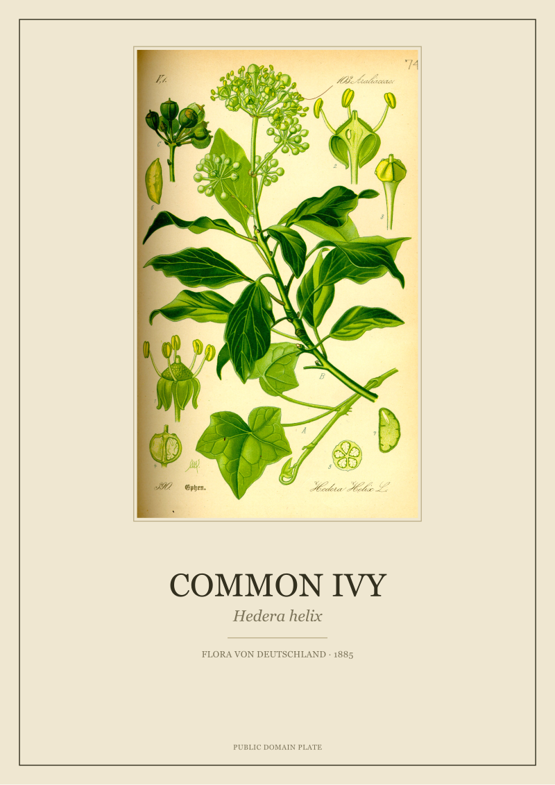 Common Ivy