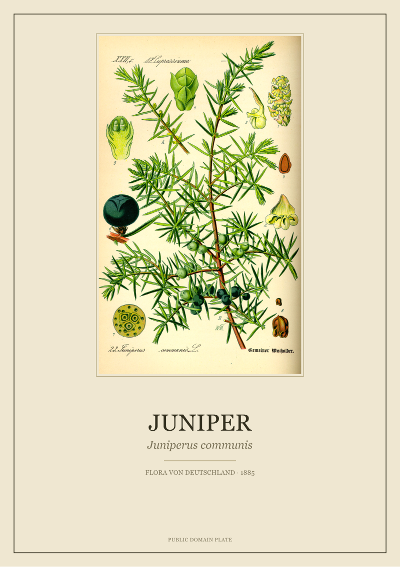 Juniper