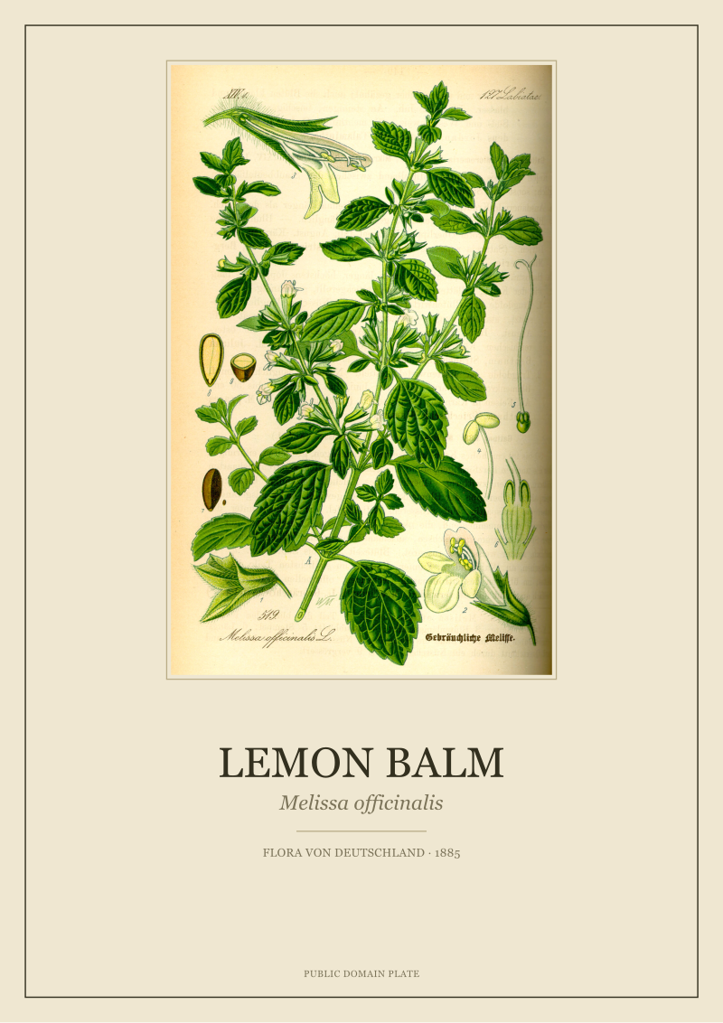 Lemon Balm