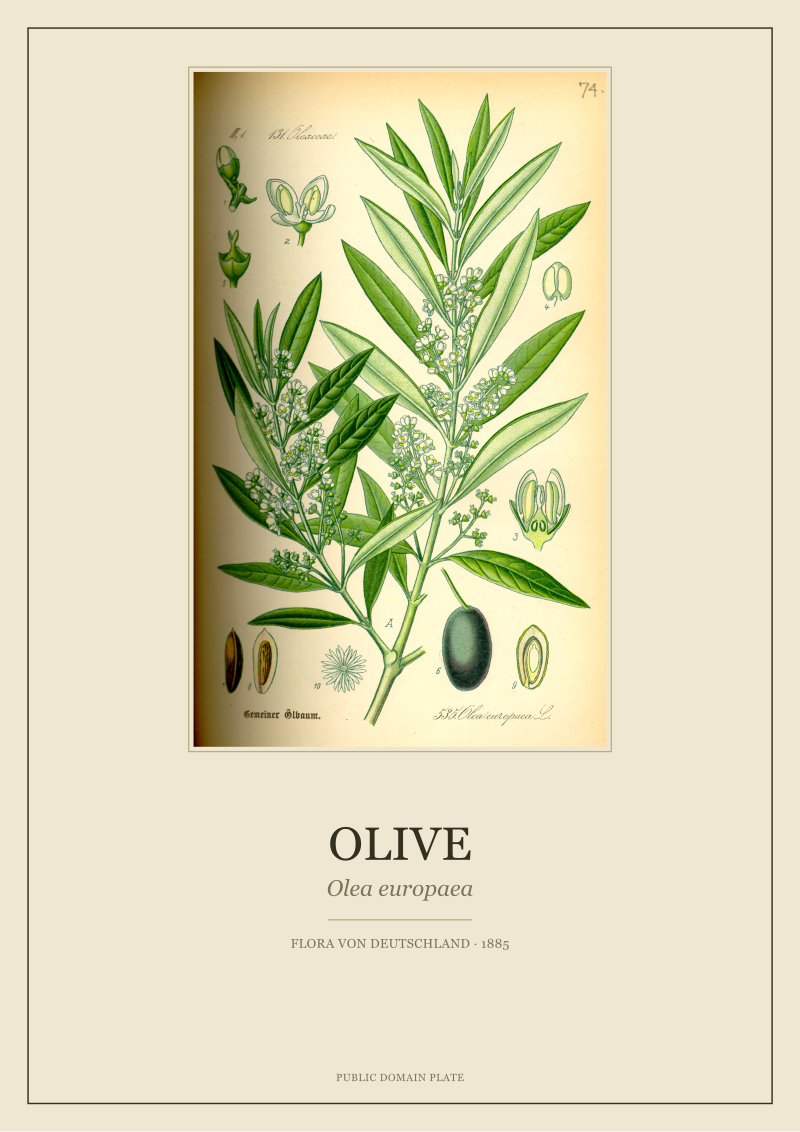 Olive