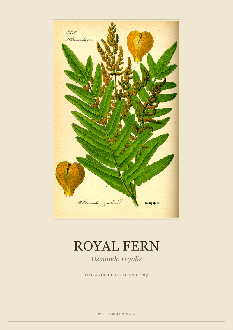 Royal Fern